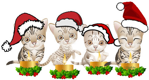 cute christmas kittens